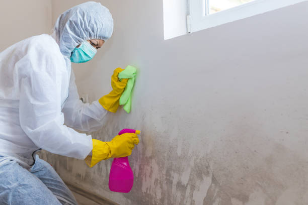 Environmental Consulting for Mold Prevention in Sonterra, TX